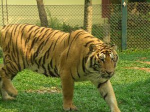 Tigre en thaïlande